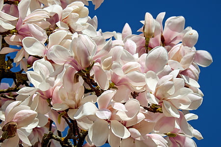 white-and-pink plumeria flowers wallpaper thumbnail