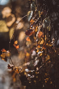 brown petaled flower thumbnail