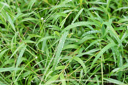 water, grass, leaves, dew thumbnail