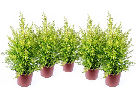 green leafed plants thumbnail