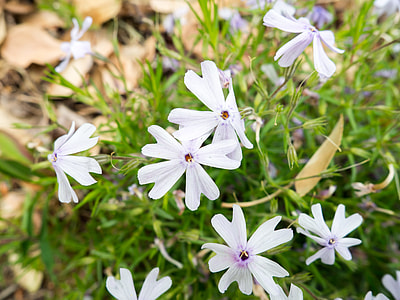 white petaled flowers thumbnail