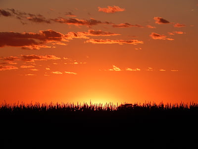 grass under golden hour thumbnail