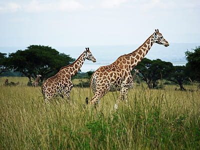 two giraffe walking on grass field thumbnail