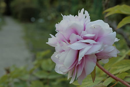 Selective Focus Photography of White and Pink Peony Flower thumbnail
