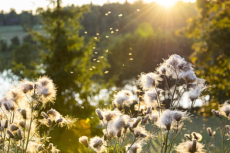 white dandelions thumbnail