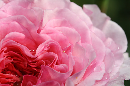 close-up photo of pink peony flower with water dew thumbnail