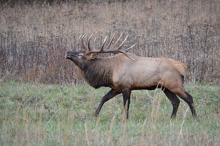 brown buck on green grass field thumbnail