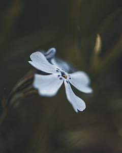 closeup photography of white phlox flower thumbnail