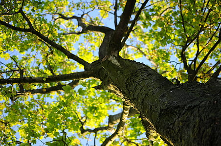 green leafed tree under blue sky thumbnail
