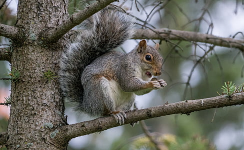 squirrel on tree branch thumbnail