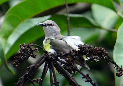 Purple-Rumped Sunbird thumbnail