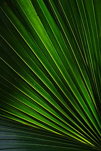 zoom photo of green plant thumbnail