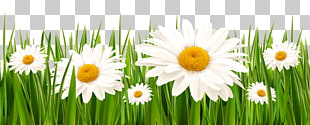 White Clover Flower Grasses Lawn, Grass and White Flowers , white daisies PNG clipart