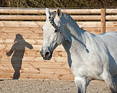 white horse standing near wooden fence thumbnail