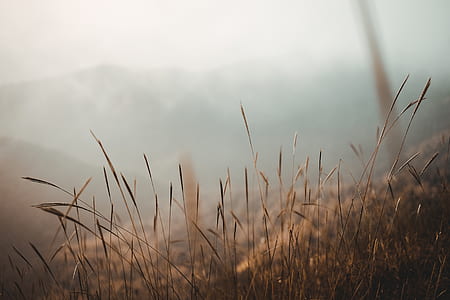 brown grass plants selective focal photo thumbnail