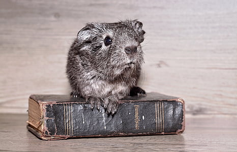 gray rat on black book thumbnail