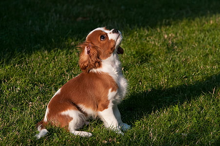 short-coated brown and white puppy on green grass thumbnail