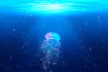 jellyfish on bodies of water wallpaper thumbnail