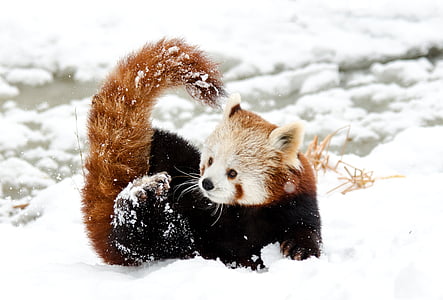 red panda on snow during daytime thumbnail