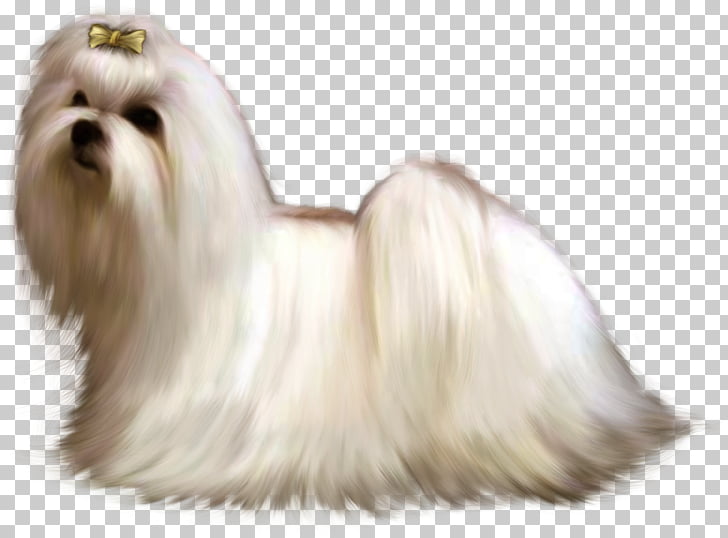 Maltese Dog Bolonka Havanese Dog Little Lion Dog Shih Tzu Maltese