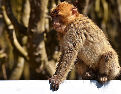 Barbary Ape, Endangered Species thumbnail