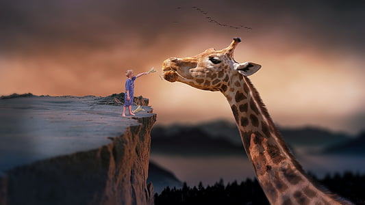 girl in blue dress feeding giraffe thumbnail