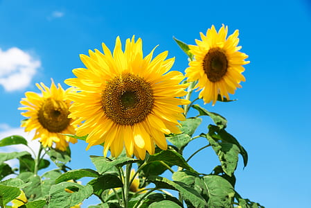 yellow sunflower thumbnail