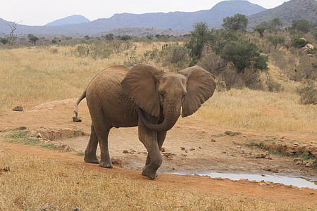 elephant in forest thumbnail