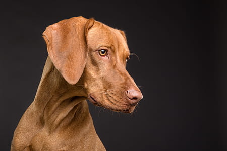 closeup photography of adult mahogany vizsla thumbnail