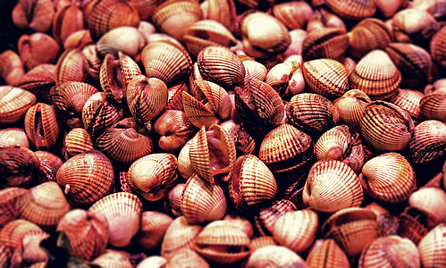 beige seashells pile close-up photo thumbnail