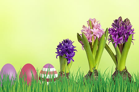 three purple and pink Hyacinth flower thumbnail