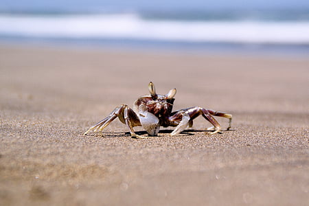 crab on sea shore thumbnail