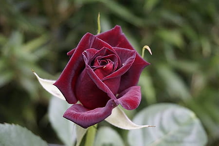 close-up photo of red rose thumbnail