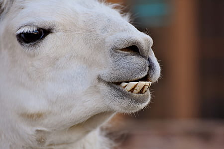 white llama thumbnail