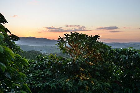 nature photography of green trees thumbnail