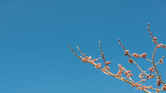 orange flowering tree in bloom thumbnail