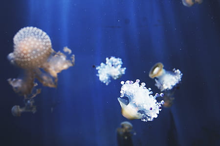 jelly fish swimming in underwater thumbnail