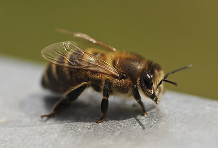 macro shot photography of honeybee on grey surface thumbnail