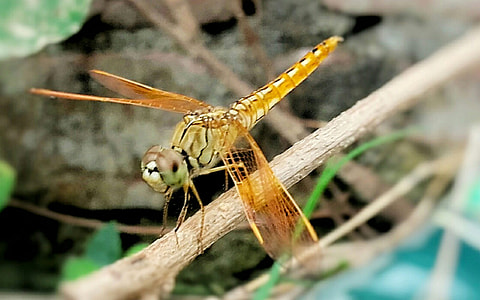 Dragonfly on a stick thumbnail