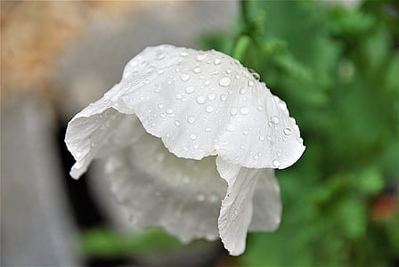 selective focus photo of white petaled flower thumbnail