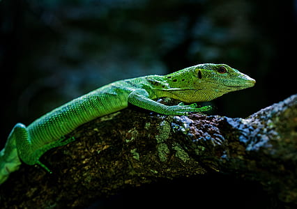 green lizard on brown tree thumbnail