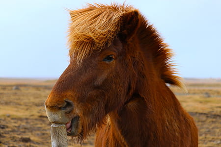 horse biting brown wooden fence thumbnail