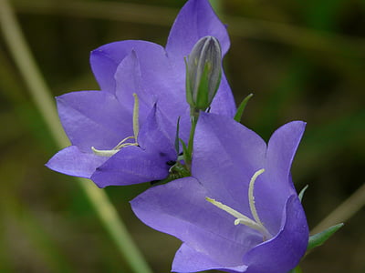 closeup photo of purple flowers on bloom thumbnail