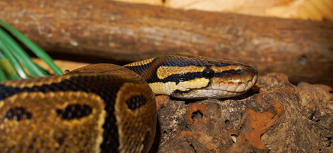 close photography of brown snake thumbnail