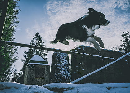 dog jumping on bar thumbnail