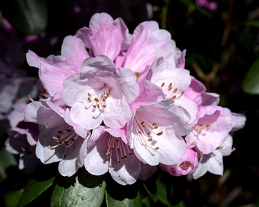 closeup photo of purple petaled flowers thumbnail