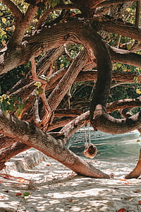 photo of maze tree trunk with swing on shoreline thumbnail