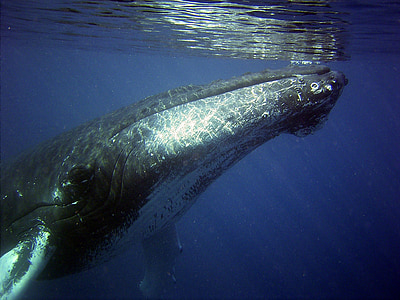 gray whale thumbnail