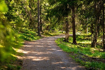 empty pathway surrounded by tree thumbnail