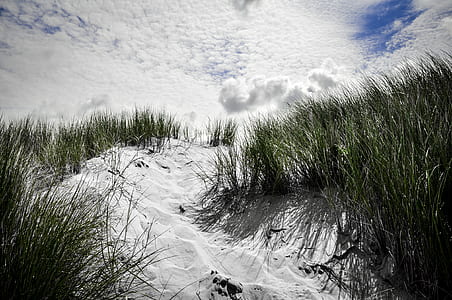 snow field with grasses thumbnail